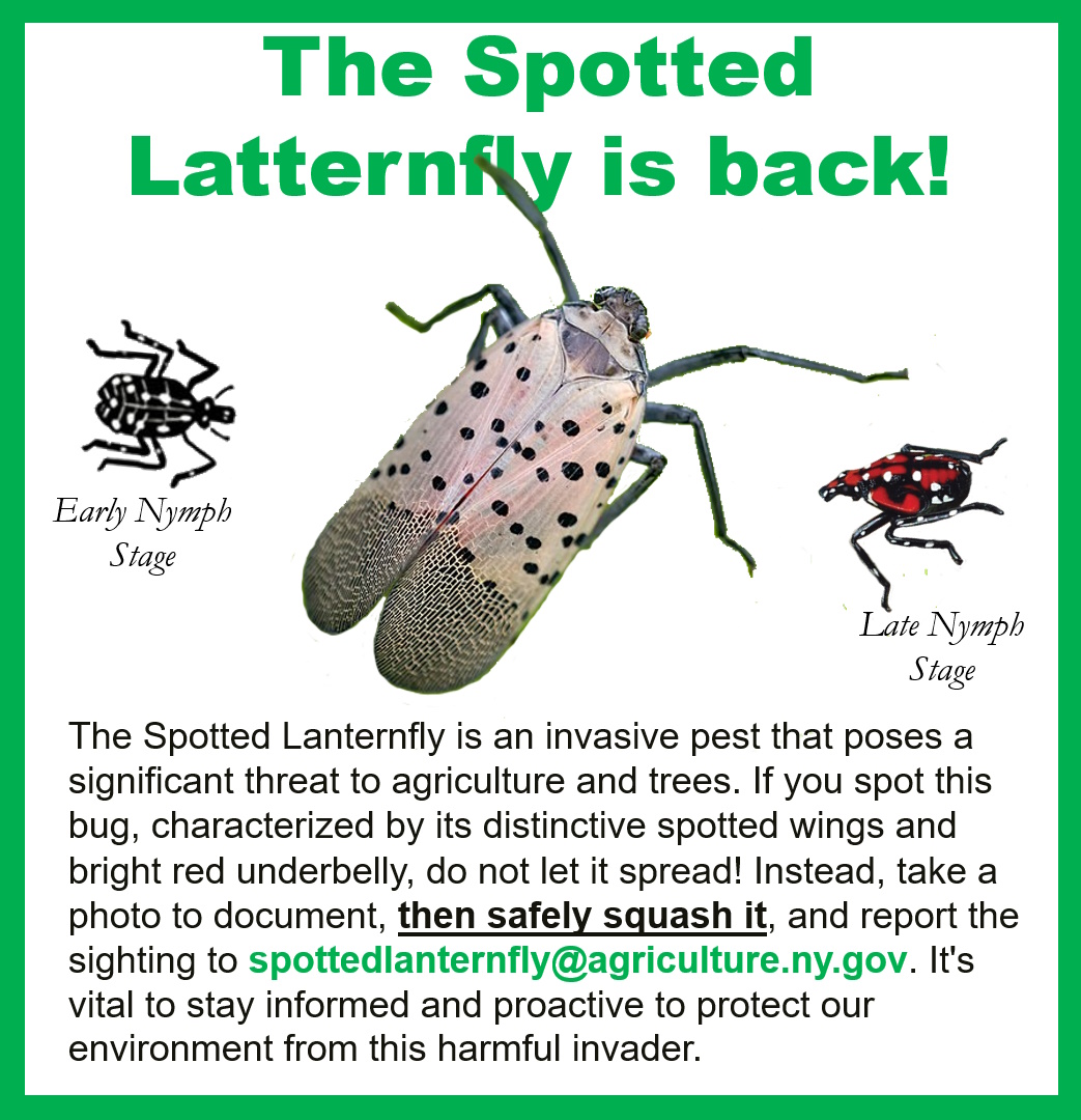 SpottedLanternfly2