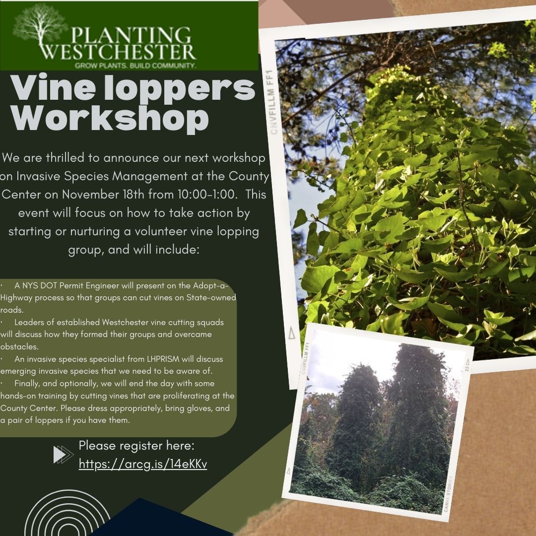 Vine loppers Workshop